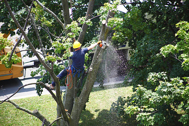 Lawn Maintenance Plans in Brownstown, IN